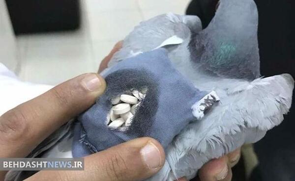 عکس کبوتر دست پر قوچی