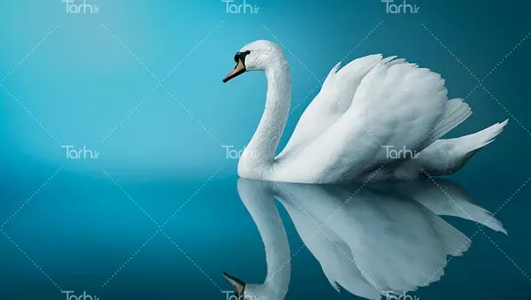 پروفایل عکس قو