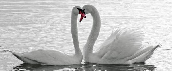 قوهاي عاشق عکس قو برای پروفایل