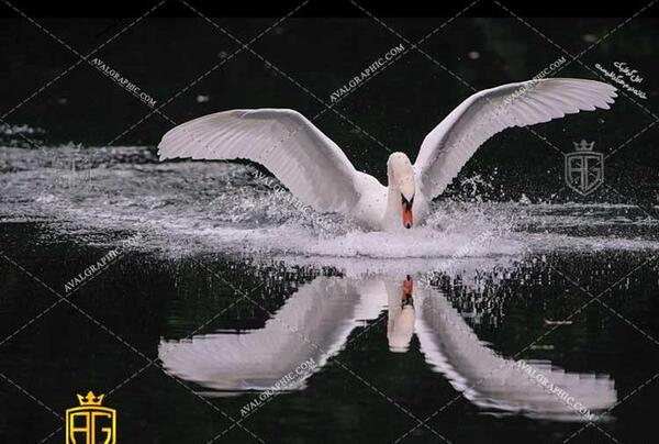 قوهاي عاشق عکس قو برای پروفایل