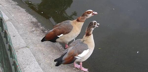 عکس قوغاز سفید