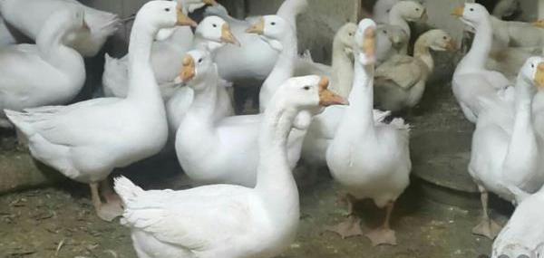 عکس قوغاز لیندا