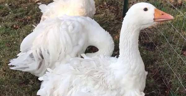 عکس قوغاز لیندا