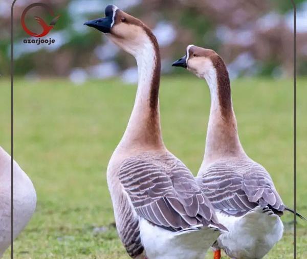عکس قوغاز لیندا