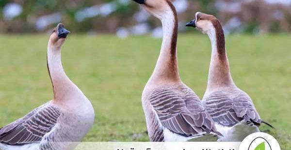عکس قوغاز لیندا
