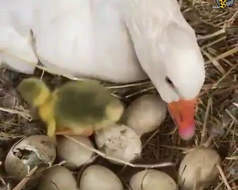 عکس قوغاز بچه