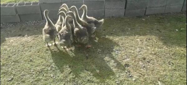 عکس قوغاز بچه