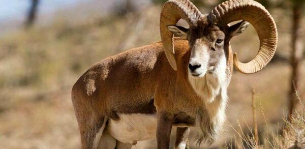 عکس انواع قوچ