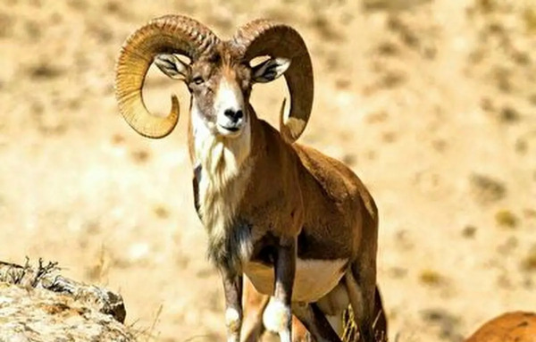 عکس انواع قوچ
