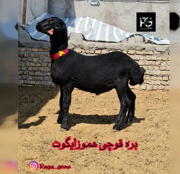 عکس انواع قوچ