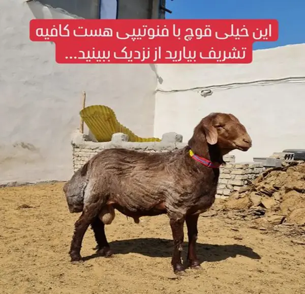 عکس انواع قوچ