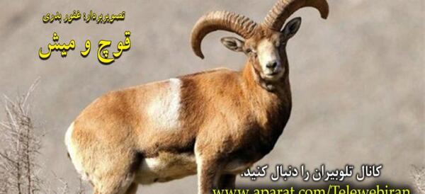 عکس انواع قوچ