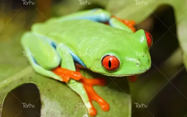 عکس از قورباغه