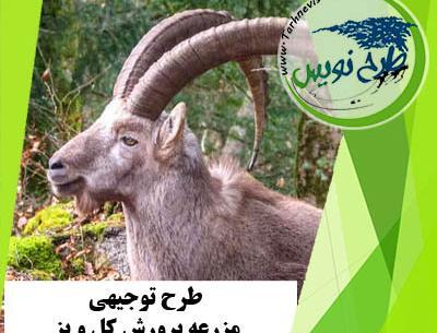 عکس کل و قوچ کوهی