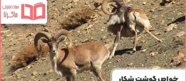 عکس کل و قوچ کوهی