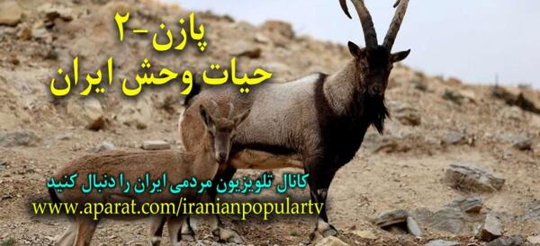 عکس کل و قوچ کوهی