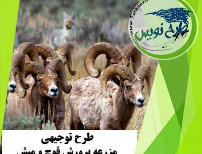 عکس میش و قوچ کوهی