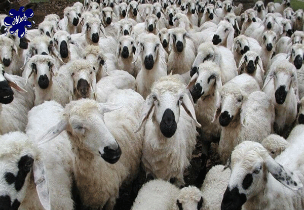 عکس قوچ بختیاری