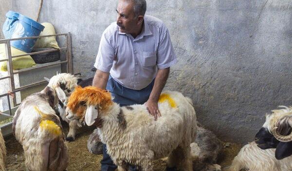 عکس قوچ بختیاری