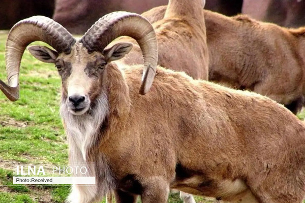 عکس قوچ بختیاری