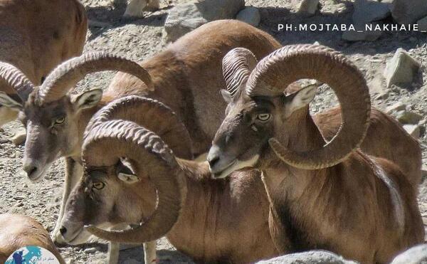 عکس قوچ بختیاری