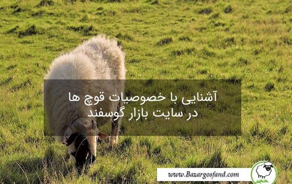 عکس قوچ بختیاری