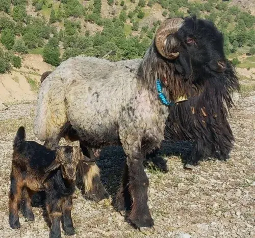 عکس قوچ بختیاری