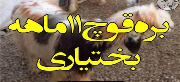 عکس قوچ بختیاری