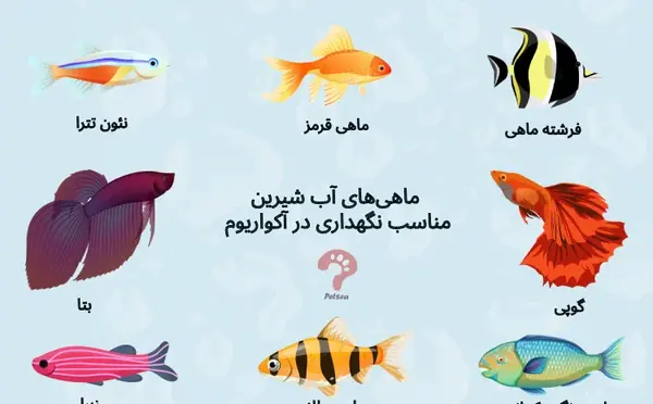 عکس قشنگ ترین ماهی جهان