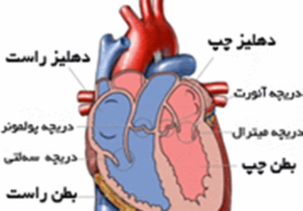 عکس قلب در بدن ما