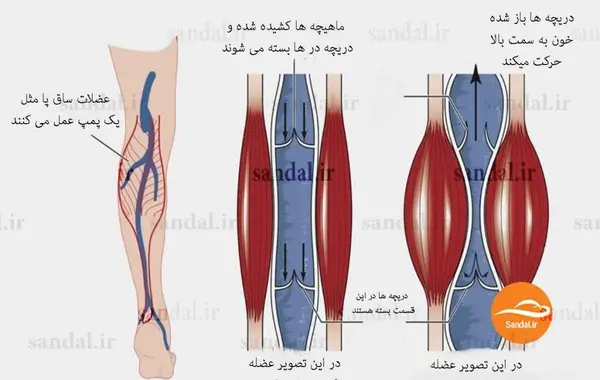 عکس قلب در بدن ما