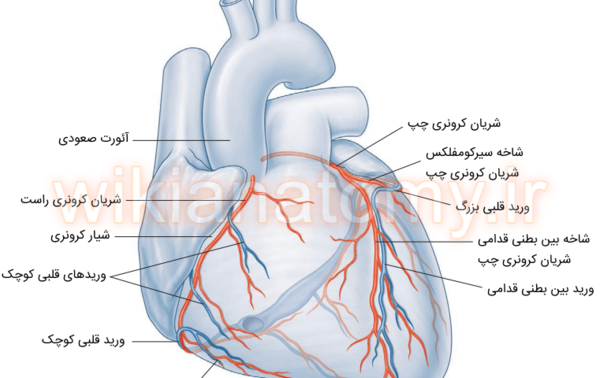عکس رگ قلب گرفته