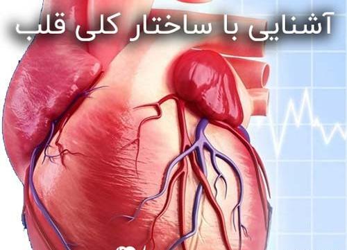 عکس قلب بچه نوزاد