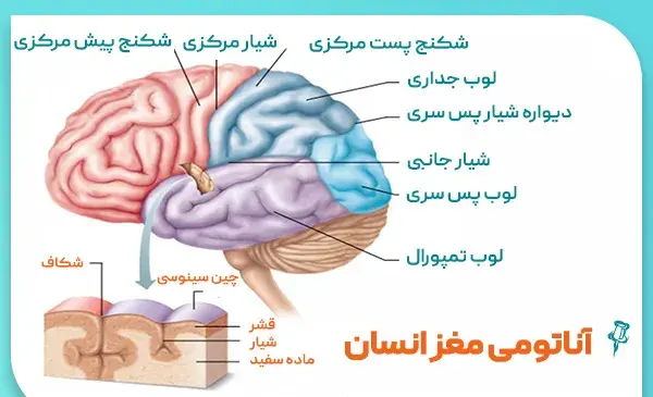 عکس قلب و مغز واقعی