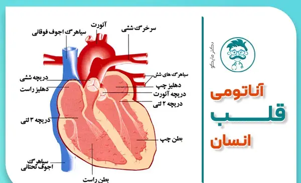 عکس قلب و مغز واقعی