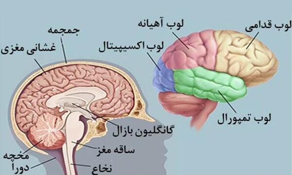 عکس قلب و مغز واقعی