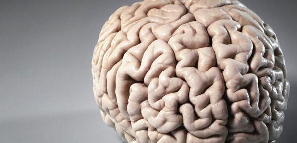 عکس قلب و مغز واقعی