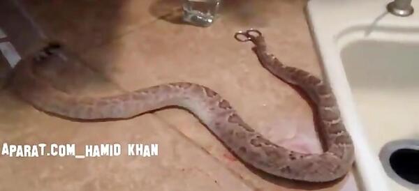 عکس قلب مار کبرا