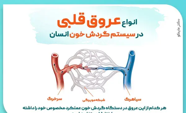 عکس سرخرگ قلب