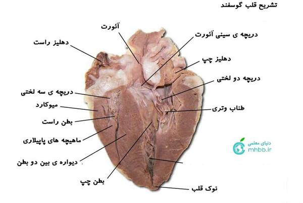 عکس سرخرگ قلب