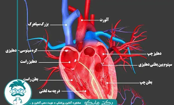 عکس قلب و سرخرگ و سیاهرگ
