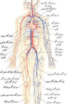 عکس قلب و سرخرگ و سیاهرگ