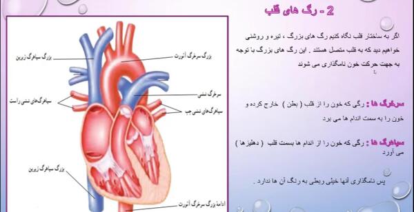 عکس قلب و سرخرگ و سیاهرگ