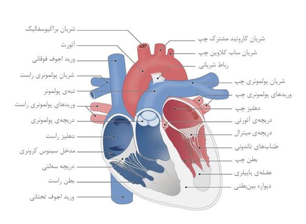 عکس قلب و سرخرگ و سیاهرگ