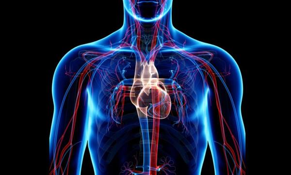 عکس قلب و سرخرگ و سیاهرگ