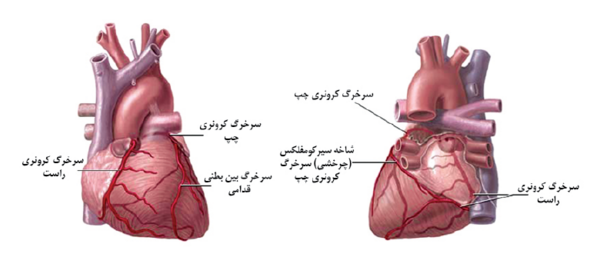 عکس قلب و سرخرگ و سیاهرگ