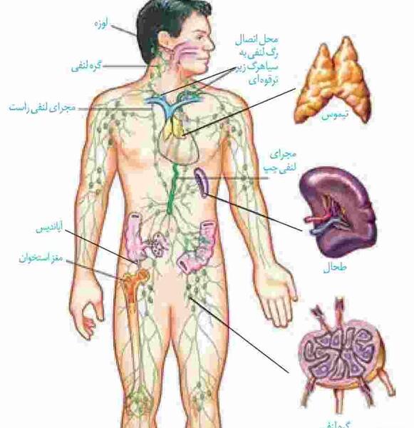 عکس قلب و سرخرگ و سیاهرگ