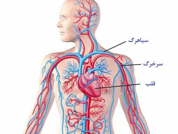 عکس قلب و سرخرگ و سیاهرگ