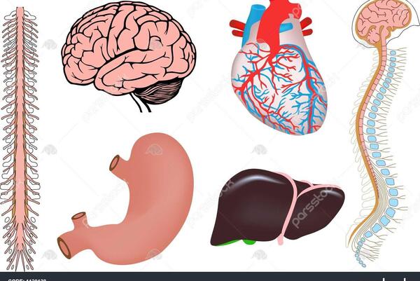 عکس قلب اعضای بدن