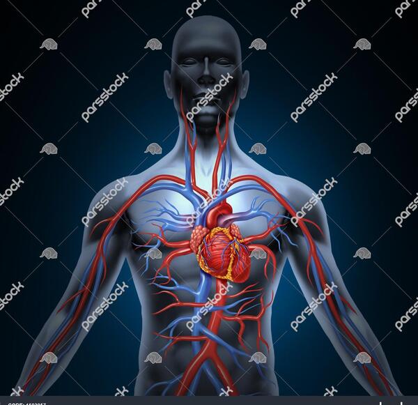 عکس قلب اعضای بدن